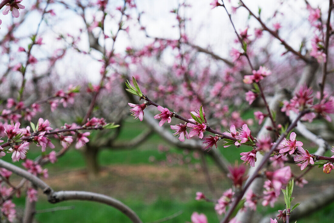 Peach orchard in blossom, Lancaster, Pennsylvania, United States of America