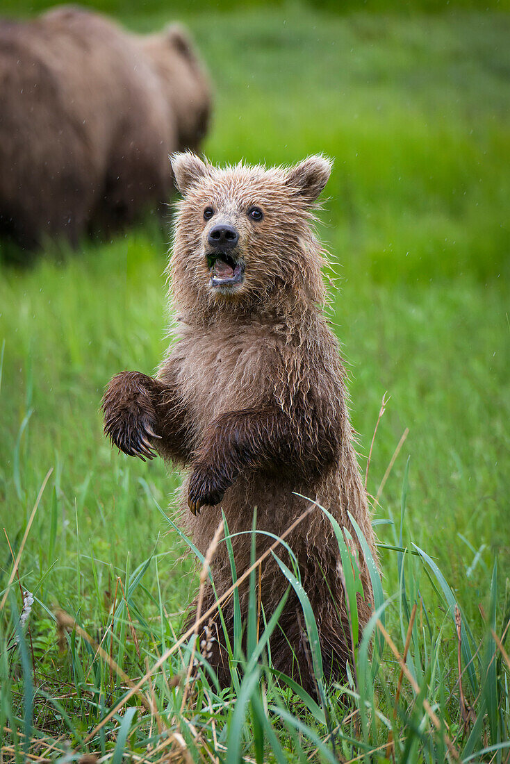 Brown bear ursus arctos cub standing on it's hind legs with mouth open, Lake Clark, Cook Inlet, Alaska, United States of America