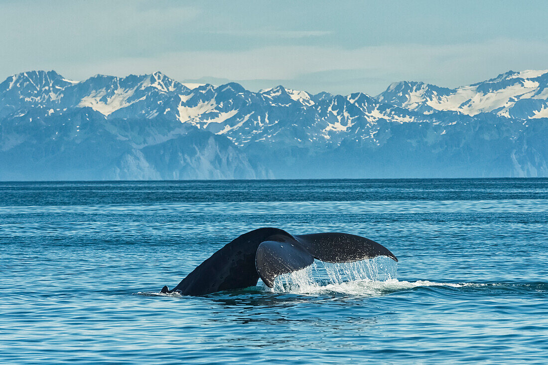 Humpback whale Megaptera novaeangliae in Seward harbour, Seward, Alaska, United States of America