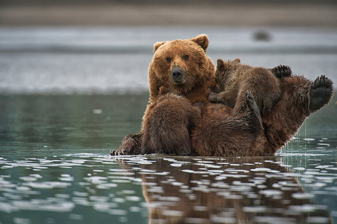 A brown bear ursus arctos nursing her cub in the shallow water of a river, Lake Clark National Park, Alaska, United States of America