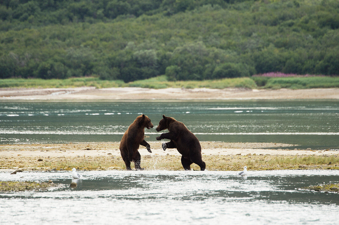 Brown bears ursus arctos standing on their hind legs in the water while fishing, Geographical Bay, Alaska, United States of America