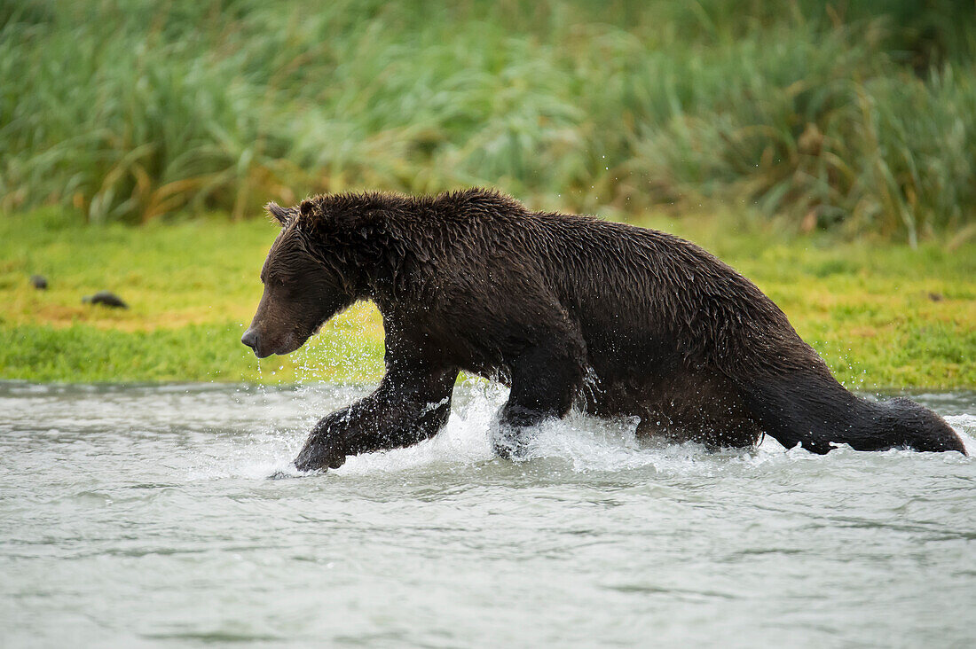 Brown bear ursus arctos fishing in Geographical Bay, Alaska, United States of America