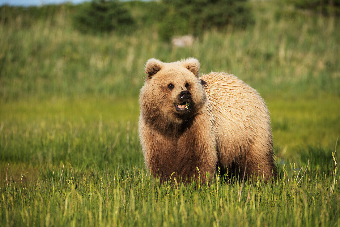 Alaskan coastal bear ursus arctos in a grass field, Lake Clark National Park, Alaska, United States of America