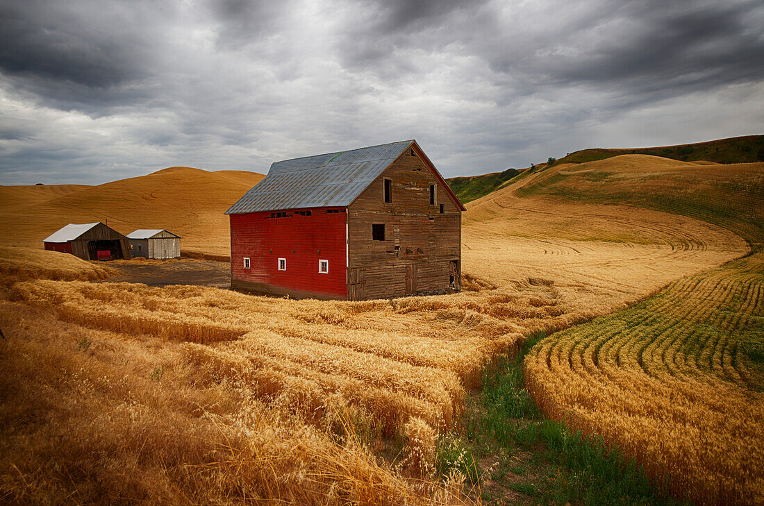 Golden wheat fields on rolling hills with a wooden barn and other farm structures, Palouse, Washington, United States of America