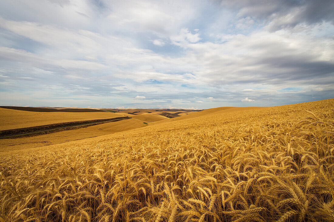 Golden wheat fields on rolling hills, Palouse, Washington, United States of America