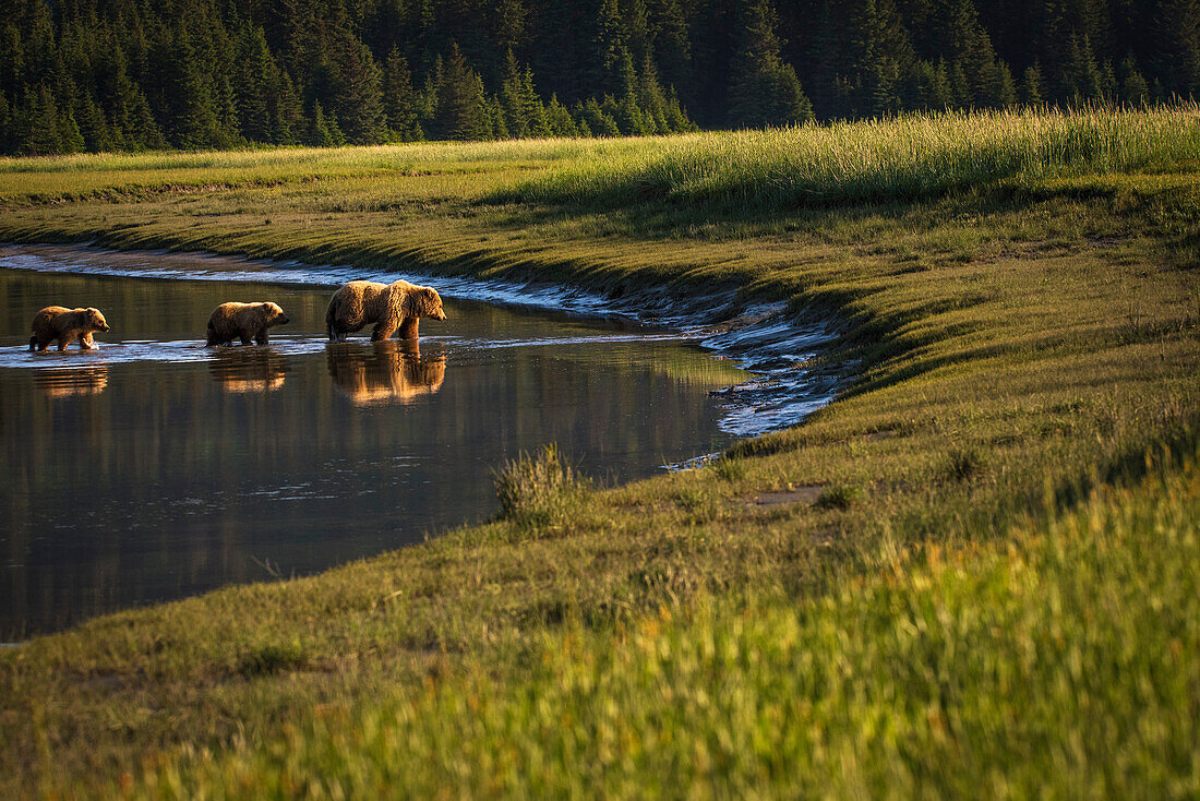 Alaskan coastal bear ursus arctos sow and cubs wading in shallow water, Lake Clark National Park, Alaska, United States of America