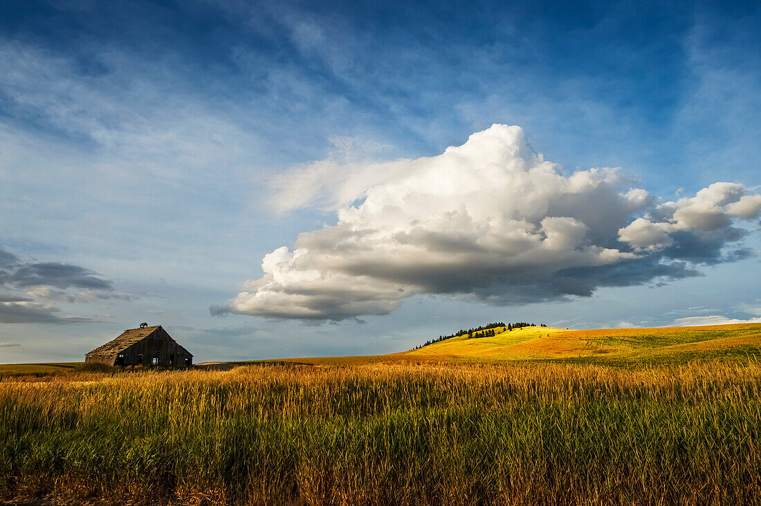 Wheat field and old wooden barn, Palouse, Washington, United States of America