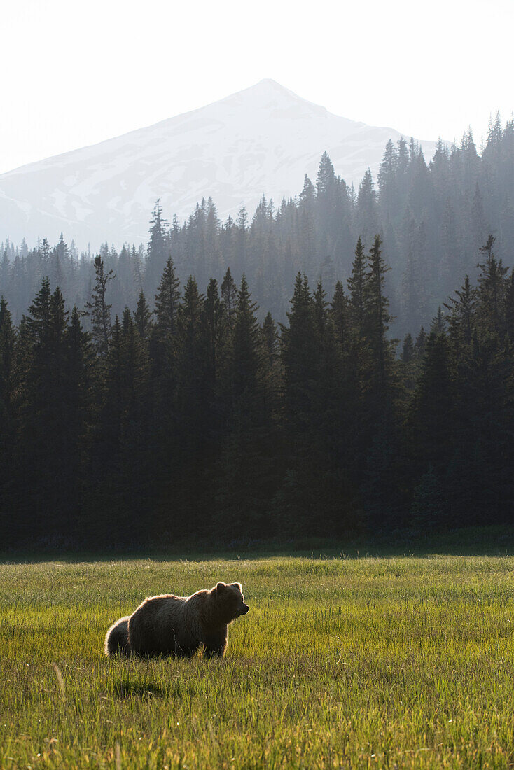 Alaskan coastal bear ursus arctos in a grass field with forest and mountain in the background, Lake Clark National Park, Alaska, United States of America