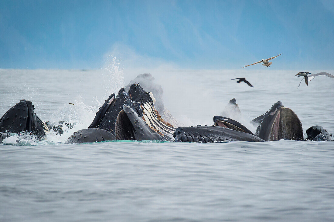 Humpback whales Megaptera novaeangliae bubble feeding in the Seward harbour, Seward, Alaska, United States of America