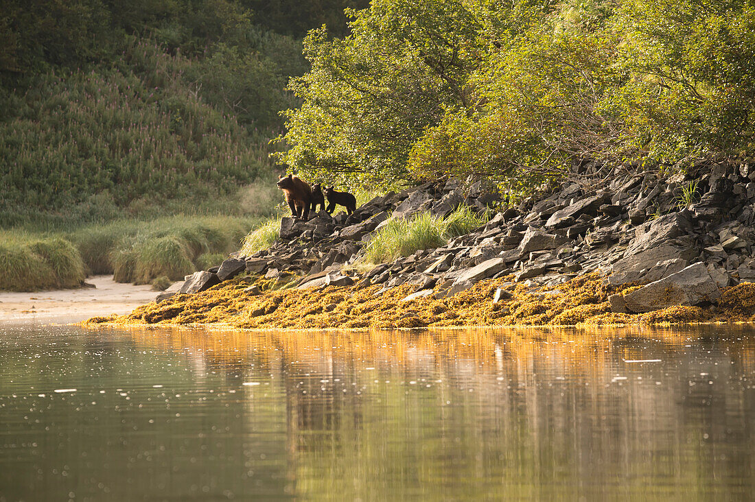 Alaskan coastal bear ursus arctos sow and cubs at the water's edge, Geographical Bay, Alaska, United States of America
