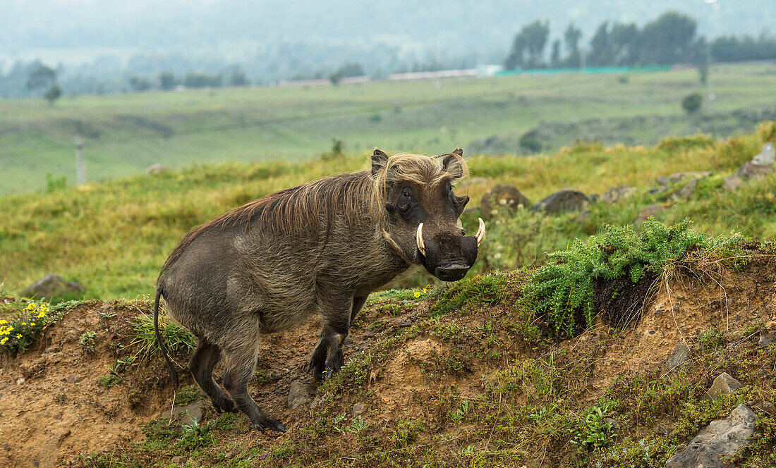 Warthog Phacochoerus africanus, Semian mountains, Ethiopia