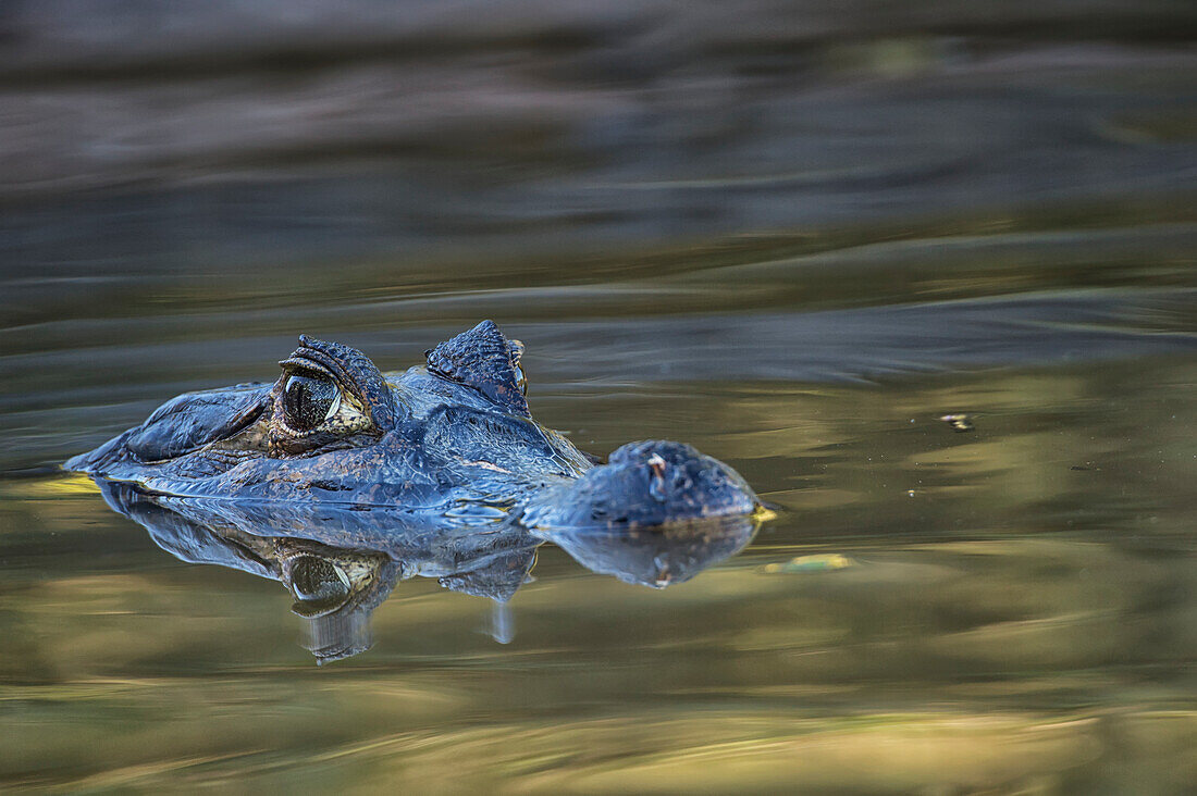 Caiman Caimaninae watching at the surface of the water, Pantanal Conservation Area, Brazil
