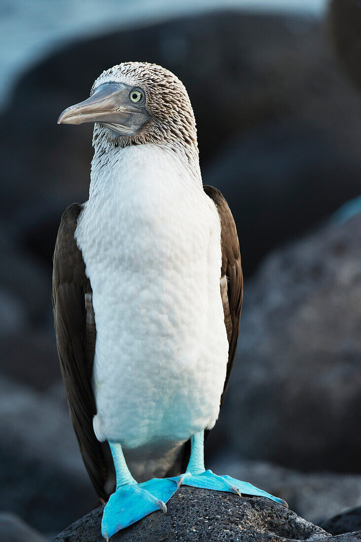 Blue, footed booby Sula nebouxii, Galapagos Islands, Ecuador