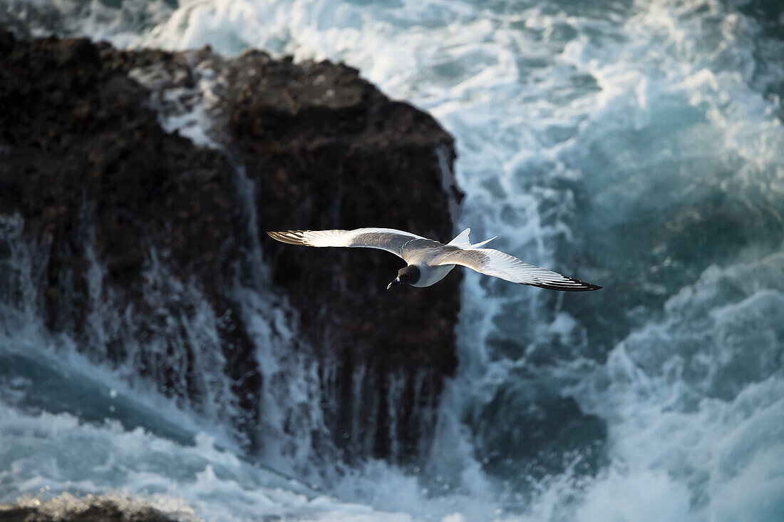 Seagull in flight with powerful rushing water against rocks in the background, Galapagos Islands, Ecuador