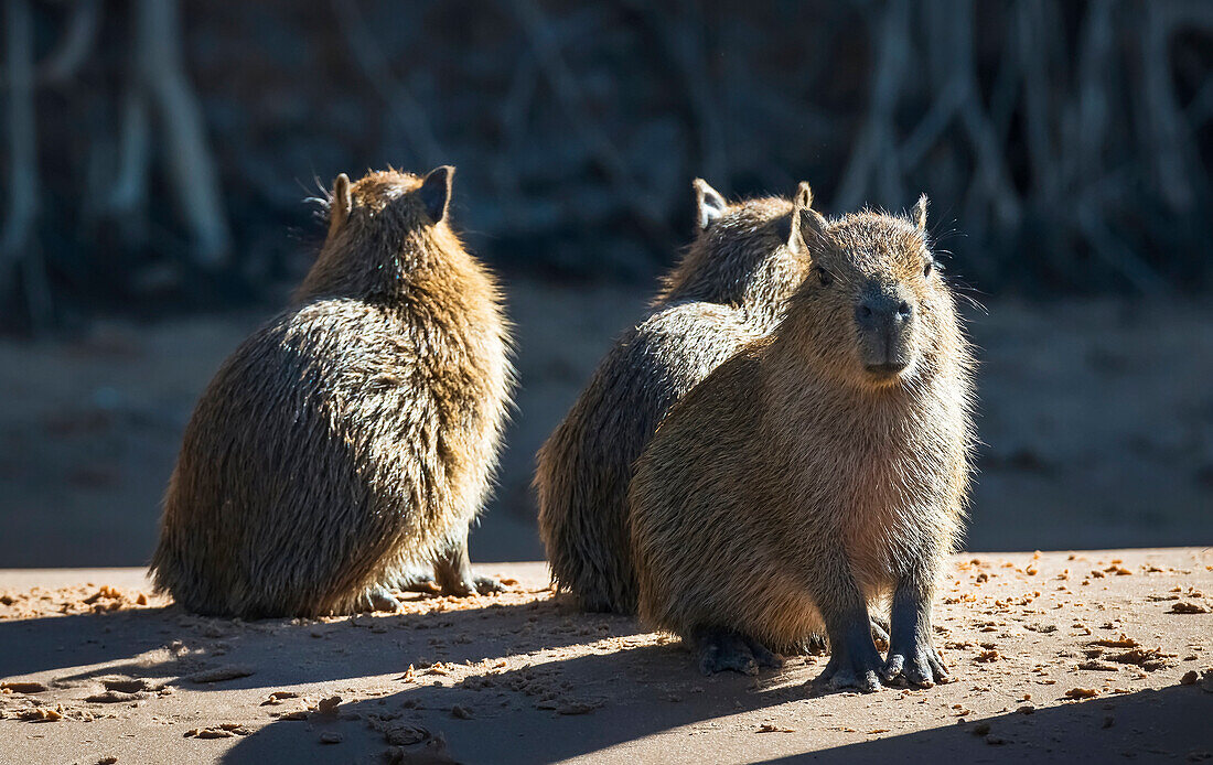 Capybara Hydrochoerus hydrochaeris, Pantanal Conservation Area, Brazil