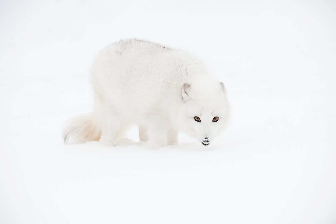 Arctic fox Vulpes lagopus in the snow, Triple D Ranch, California, United States of America