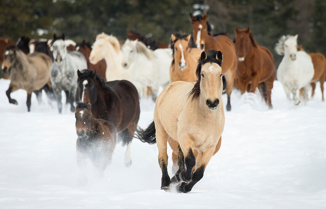 Horses running on a ranch in winter, Montana, United States of America