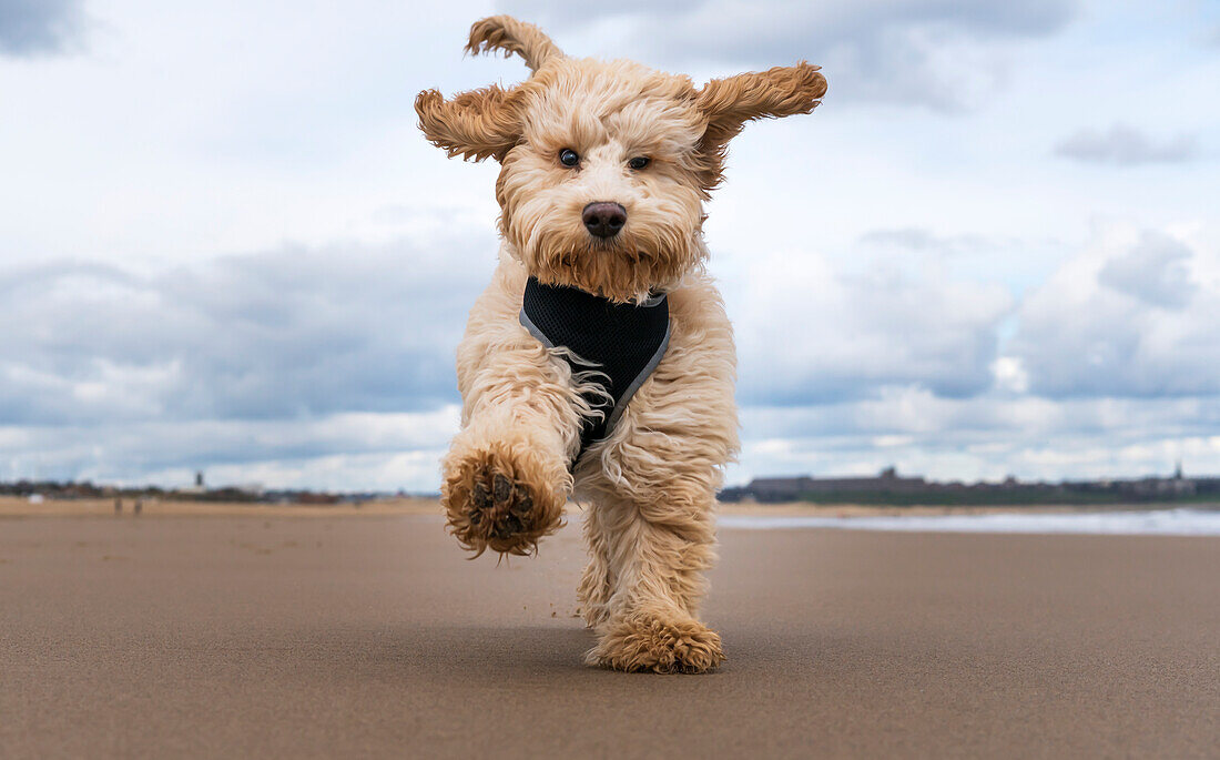 A cockapoo running towards the camera on a beach, South Shields, Tyne and Wear, England