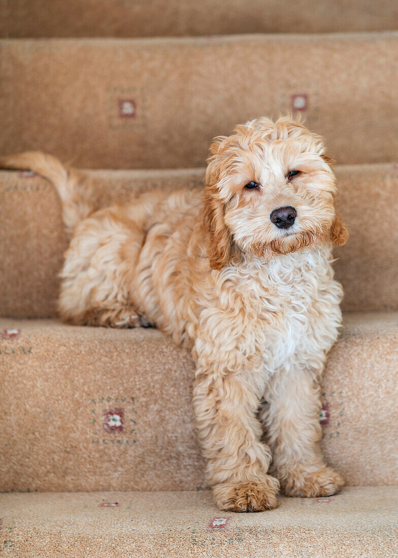 Cockapoo sitting on the carpeted steps at home, South Shields, Tyne and Wear, England
