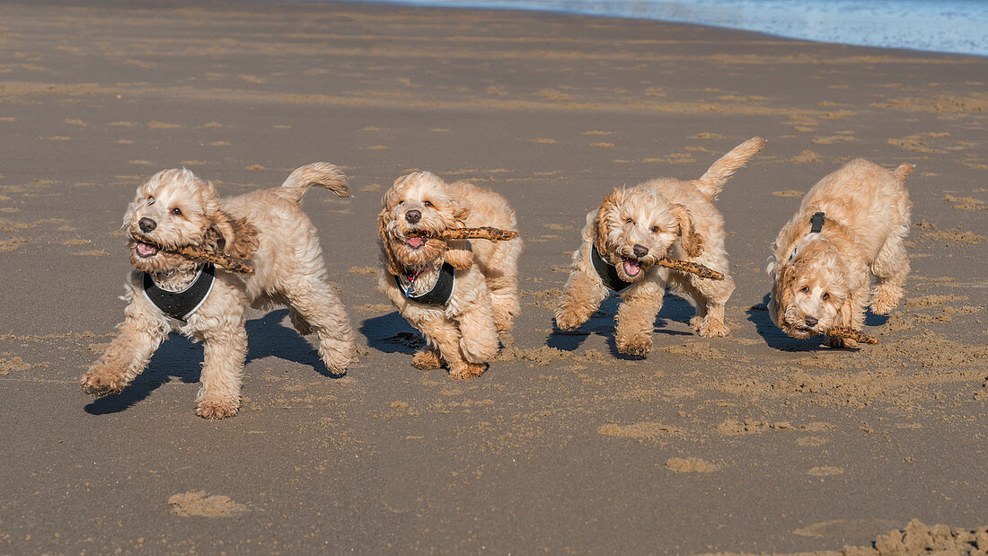 Composite image of a cockapoo running on the beach, with 5 images in a row, South Shields, Tyne and Wear, England