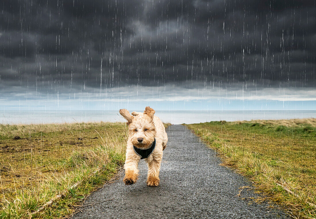 A cockapoo running up a path with ominous storm clouds and rainfall in the background, South Shields, Tyne and Wear, England