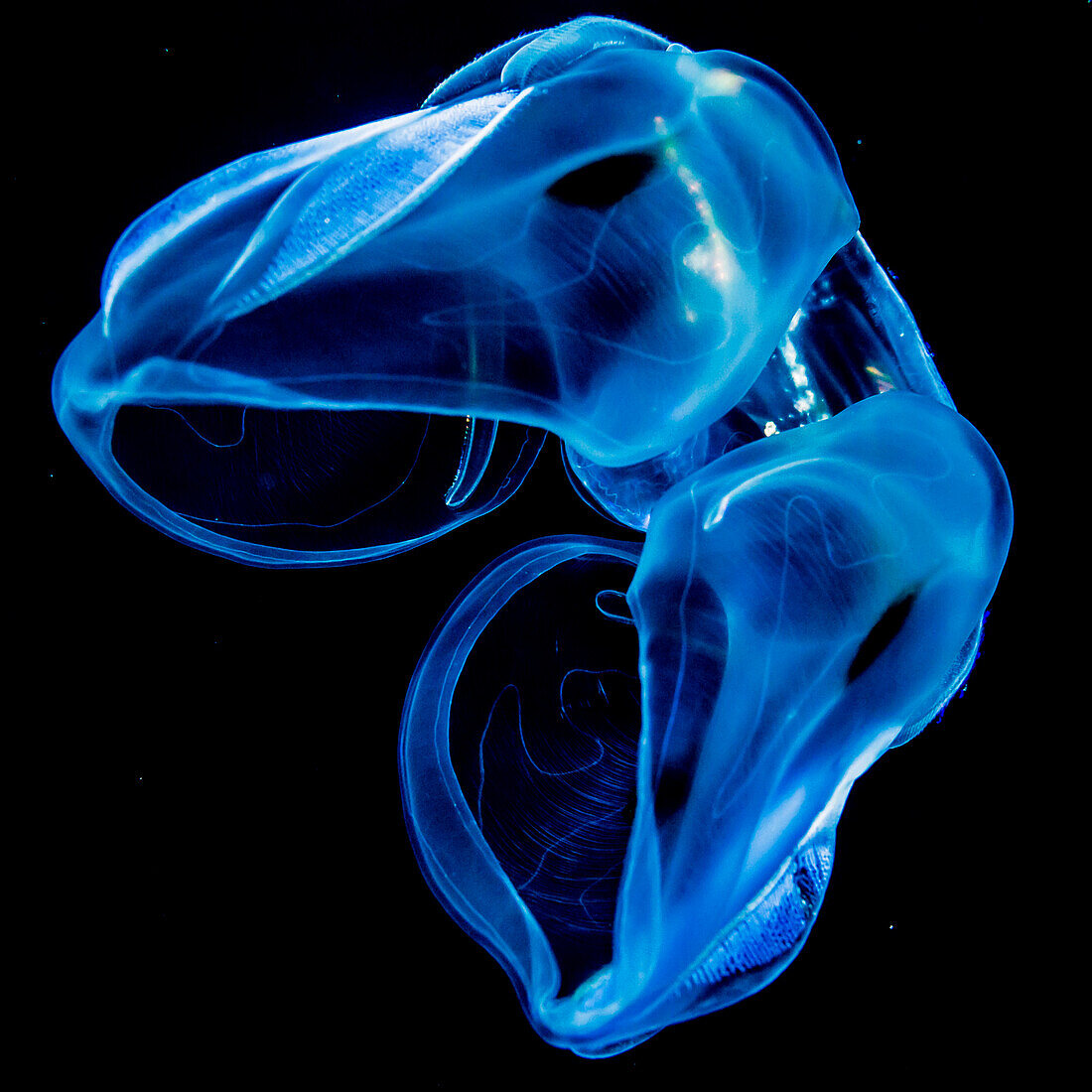 Bolinopsid comb jelly ctenophore that was photographed several miles offshore of Hawaii Island during a blackwater scuba dive, Island of Hawaii, Hawaii, United States of America