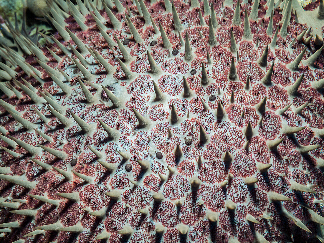 A close up view of a Crown of Thorns Seastar Acanthaster planci showing pedicellaria, which was photographed under water while scuba diving at Kona, Kona, Island of Hawaii, Hawaii, United States of America