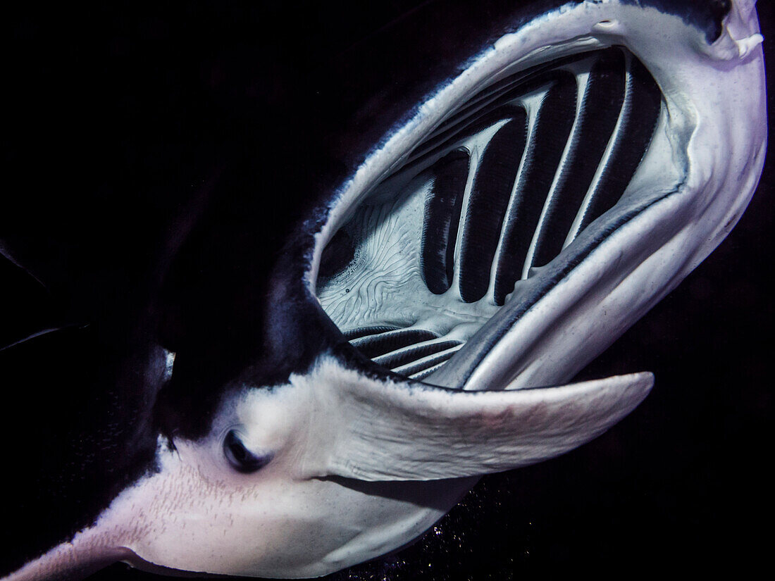 Head, on view of a Coastal Manta Ray Manta alfredi taken underwater while scuba diving the Kona coast at night, Kona, Island of Hawaii, Hawaii, United States of America