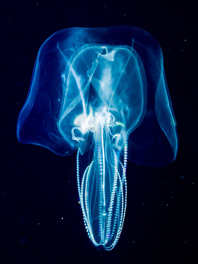 Bolinopsid comb jelly ctenophore that was photographed several miles offshore of a Hawaiian Island during a blackwater scuba dive, Island of Hawaii, Hawaii, United States of America