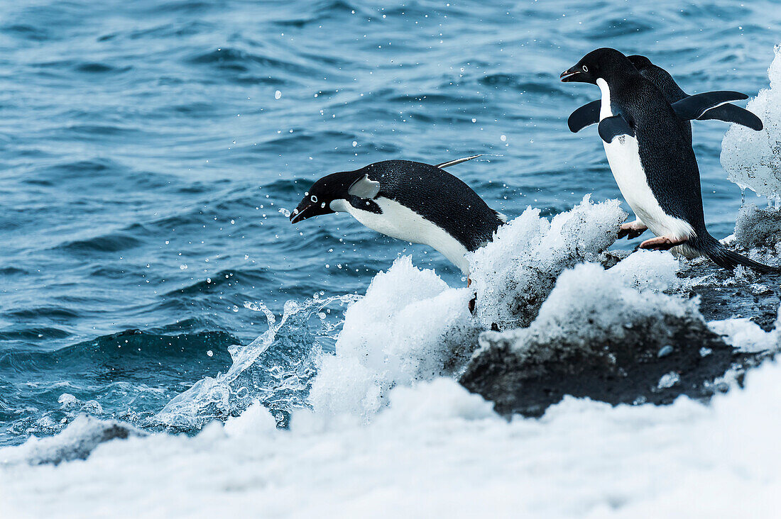 Adelie penguins pygoscelis adeliae jumping in the water, Antarctica