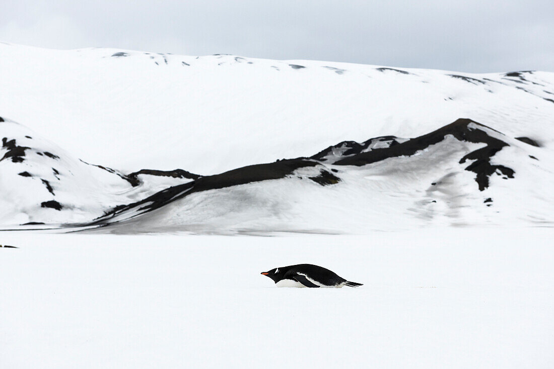 Lone penguin on Deception Island, Deception Island, South Shetlands, Antarctica