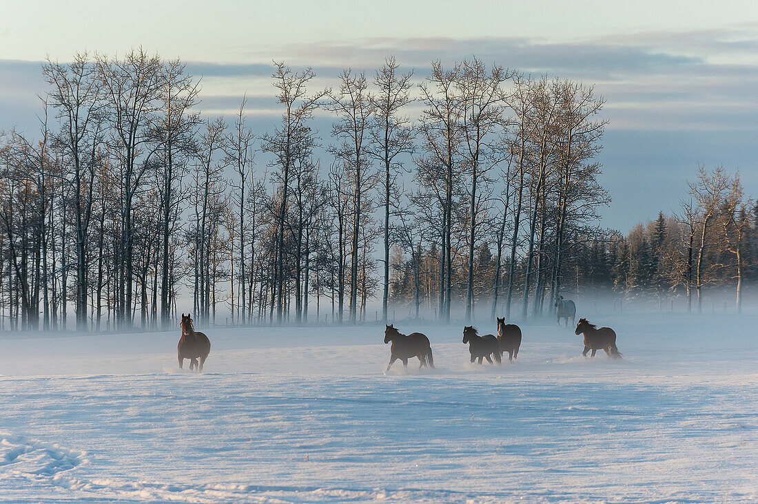 Horses running across a snow covered field in fog at sunrise, Cremona, Alberta, Canada