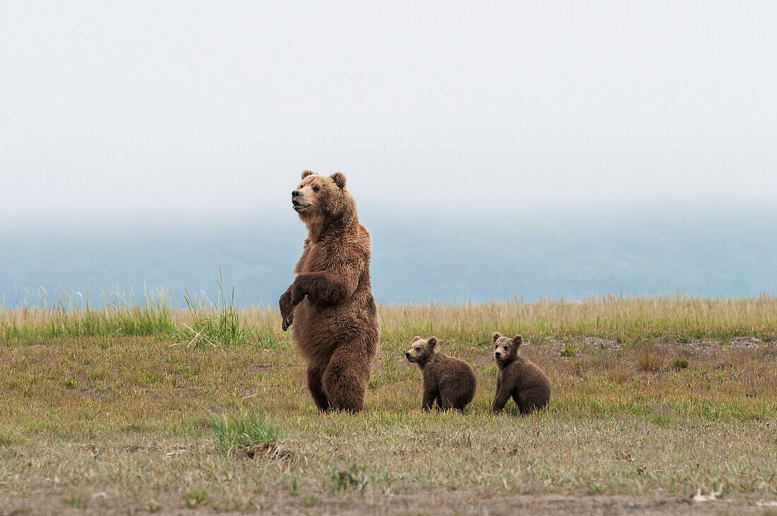 Brown bear ursus arctos and cubs standing in a row, Katmai National Park, Alaska, United States of America