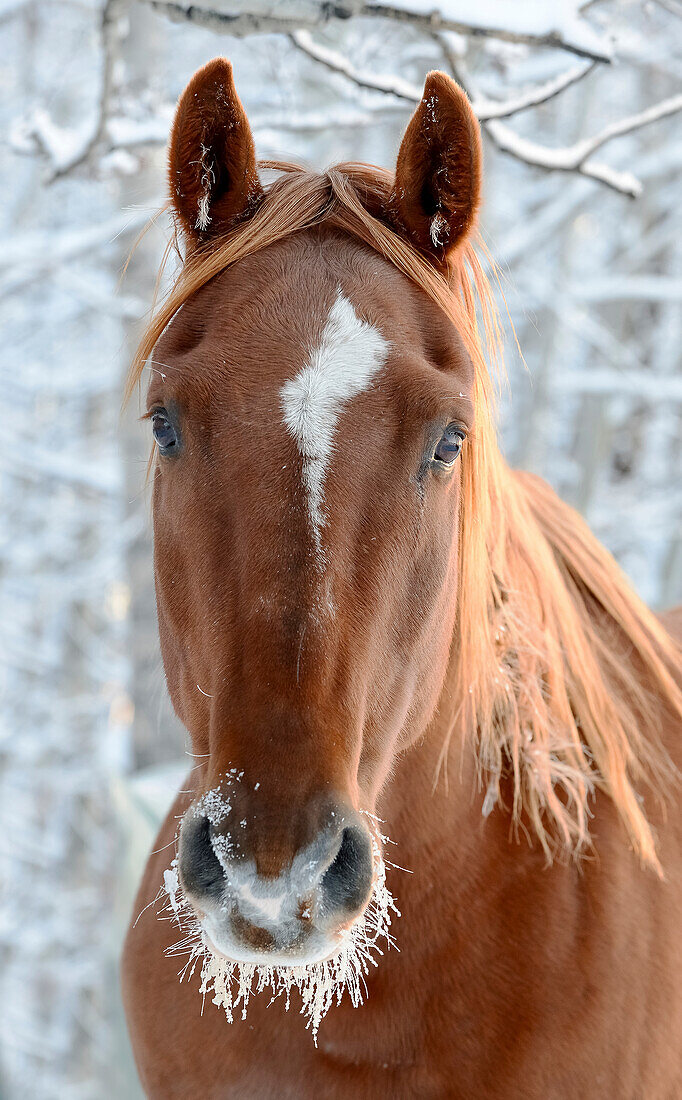 Horse with frost around it's mouth, Cremona, Alberta, Canada