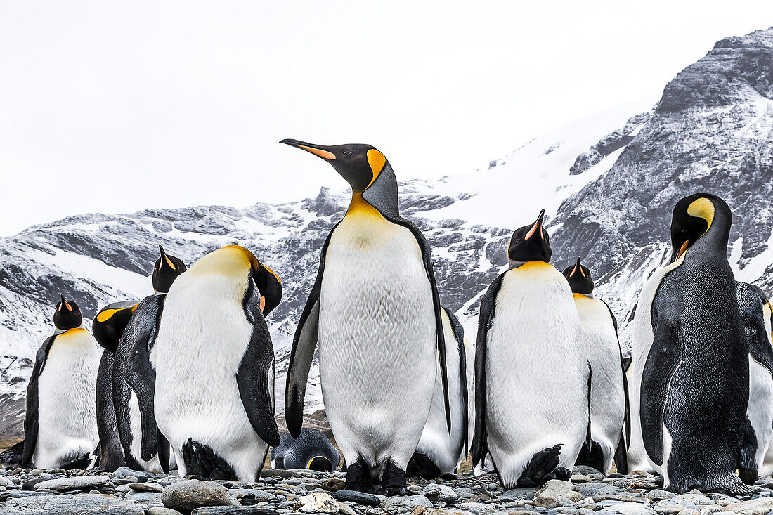 King penguins Aptenodytes patagonicus on a beach, South Georgia, South Georgia, South Georgia and the South Sandwich Islands, United Kingdom