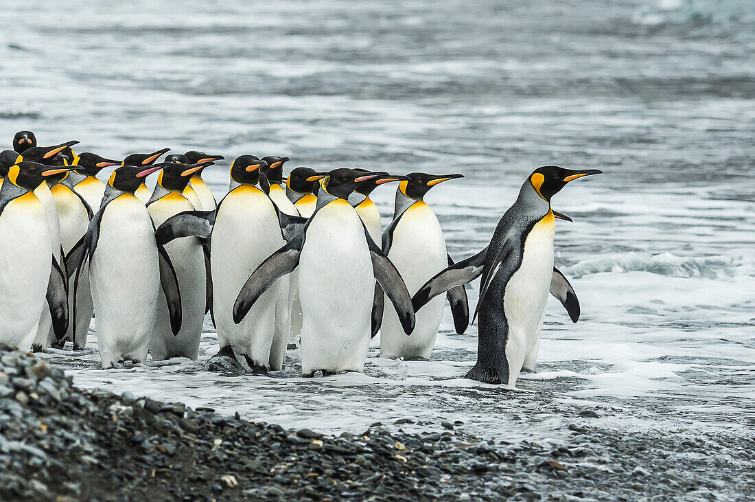 King penguins Aptenodytes patagonicusin Fortuna Bay, South Georgia, South Georgia and the South Sandwich Islands, United Kingdom