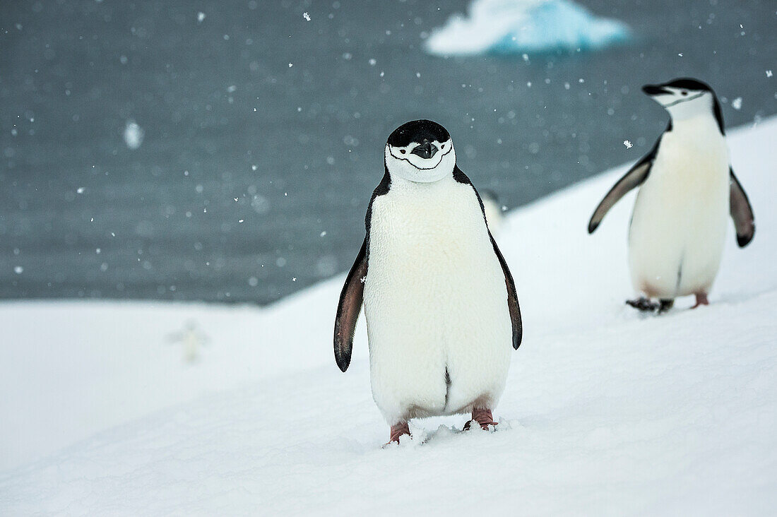 Chinstrap penguins Pygoscelis antarctica in a snowfall, Half Moon Island, South Shetlands, Antarctica