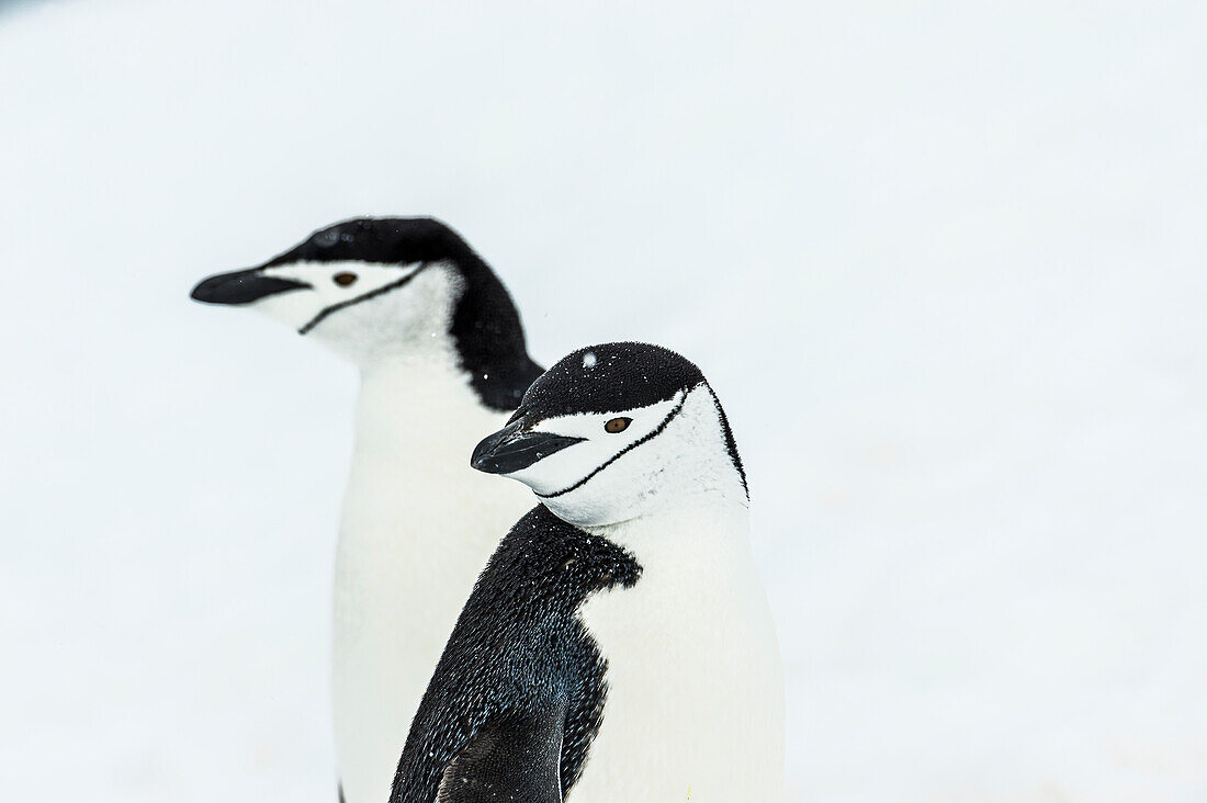 Chinstrap Penguins Pygoscelis antarctica, Half Moon Island, Shetland Islands, Antarctica