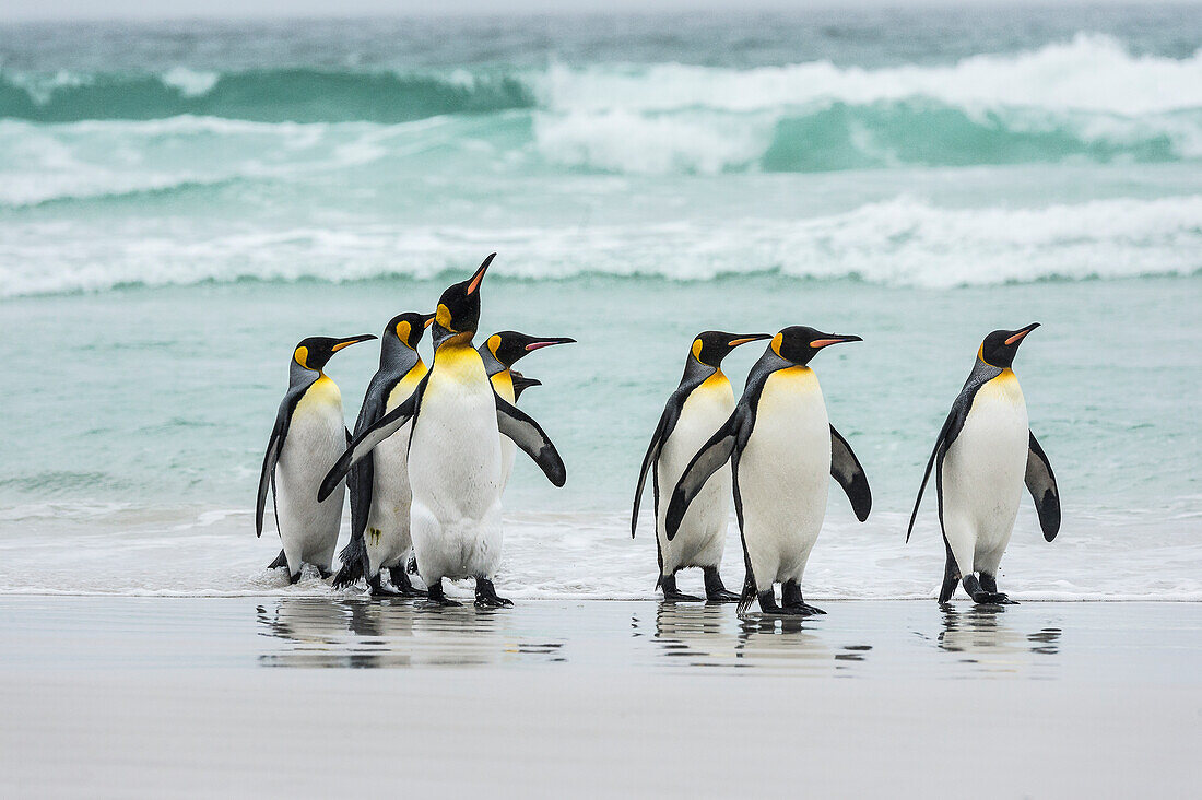 King penguins Aptenodytes patagonicus on a wet beach, Volunteer Point, East Falkland, Falkland Islands