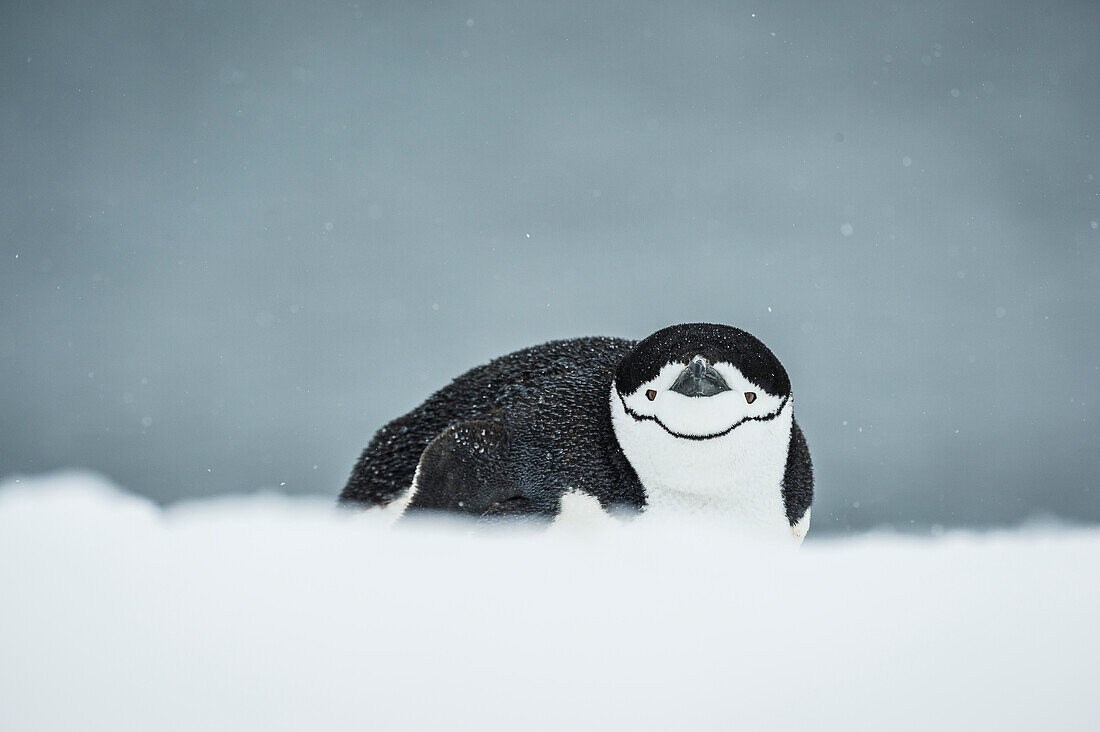 Chinstrap Penguin Pygoscelis antarctica on belly, Half Moon Island, South Shetland Islands, Antarctica