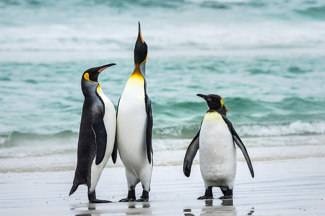 King penguins Aptenodytes patagonicus with a Gentoo penguin Pygoscelis papua, Volunteer Point, East Falkland, Falkland Islands