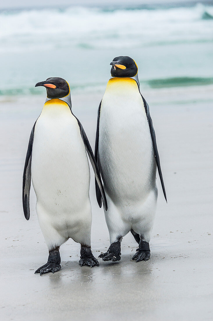 King penguin Aptenodytes patagonicus pair, Volunteer Point, East Falkland, Falkland Islands
