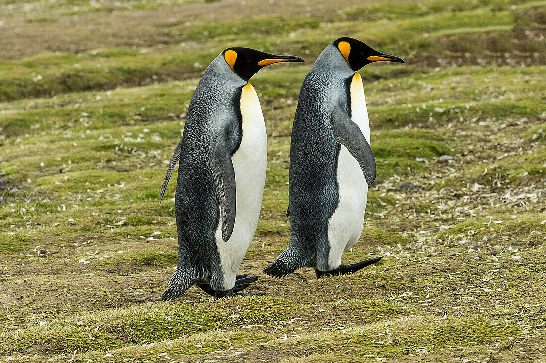 King penguin Aptenodytes patagonicus pair, Salisbury Plain, South Georgia, South Georgia and the South Sandwich Islands, United Kingdom