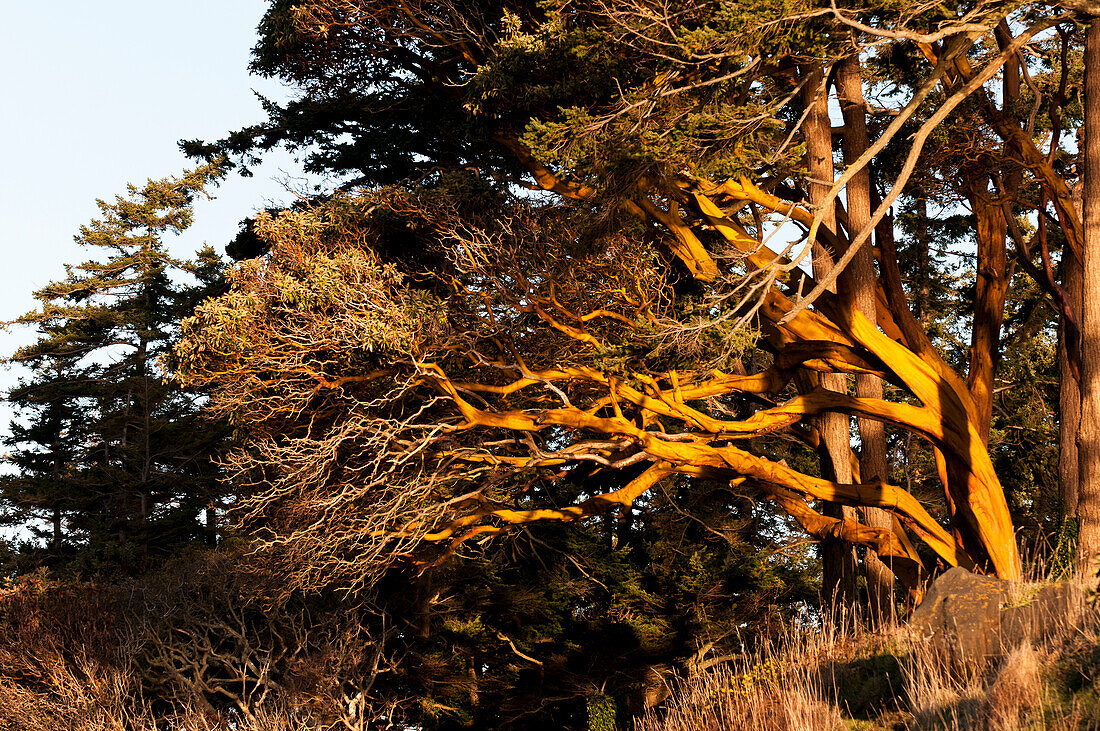 Arbutus tree, Hornby Island, British Columbia, Canada