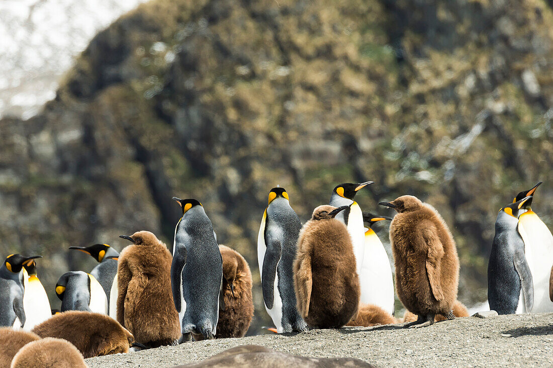 King penguins Aptenodytes patagonicus and juveniles, Antarctica