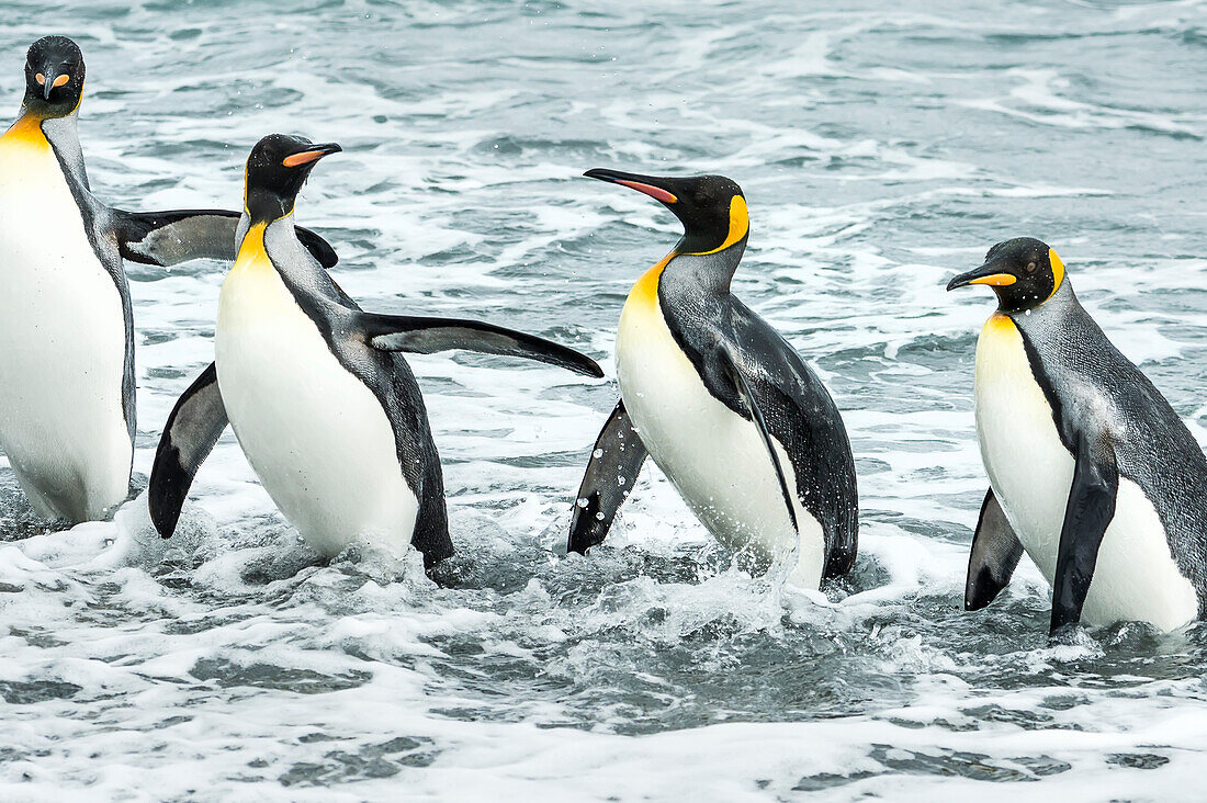 King penguins Aptenodytes patagonicus playing in the surf, Antarctica