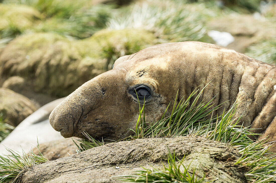 Southern elephant seal Mirounga leonina, Antarctica