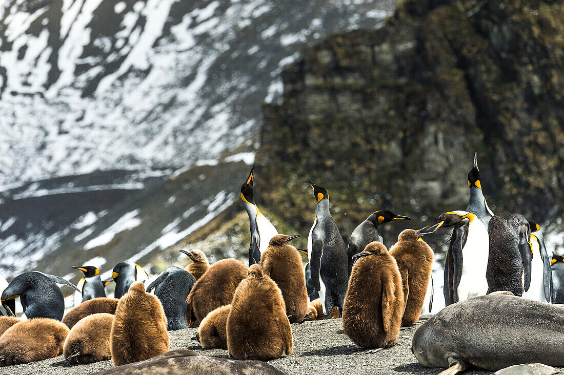 King penguins Aptenodytes patagonicus and juveniles with an Antarctic Fur Seal Arctocephalus gazella on the beach, Antarctica