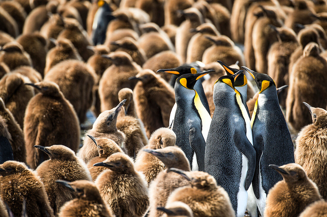 Colony of King penguins Aptenodytes patagonicus and juveniles, Antarctica