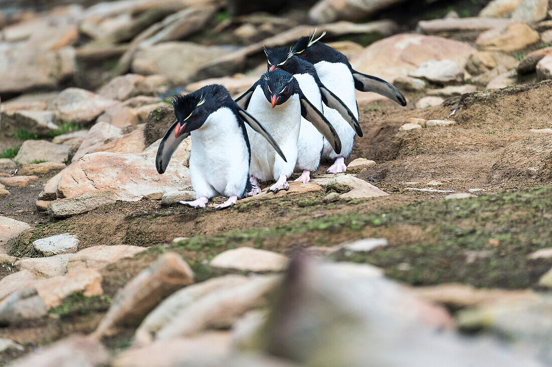Rockhopper penguins Eudyptes walking in a row